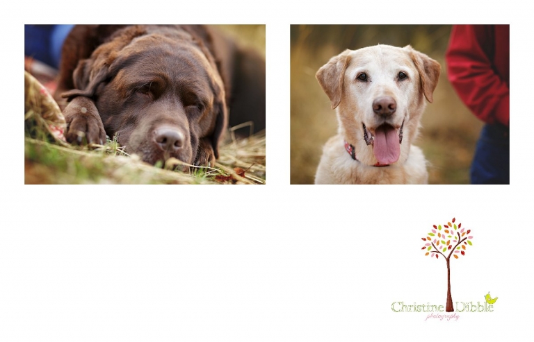 Sonora, CA Custom Portrait Photographer Christine Dibble Photography_2790.jpg