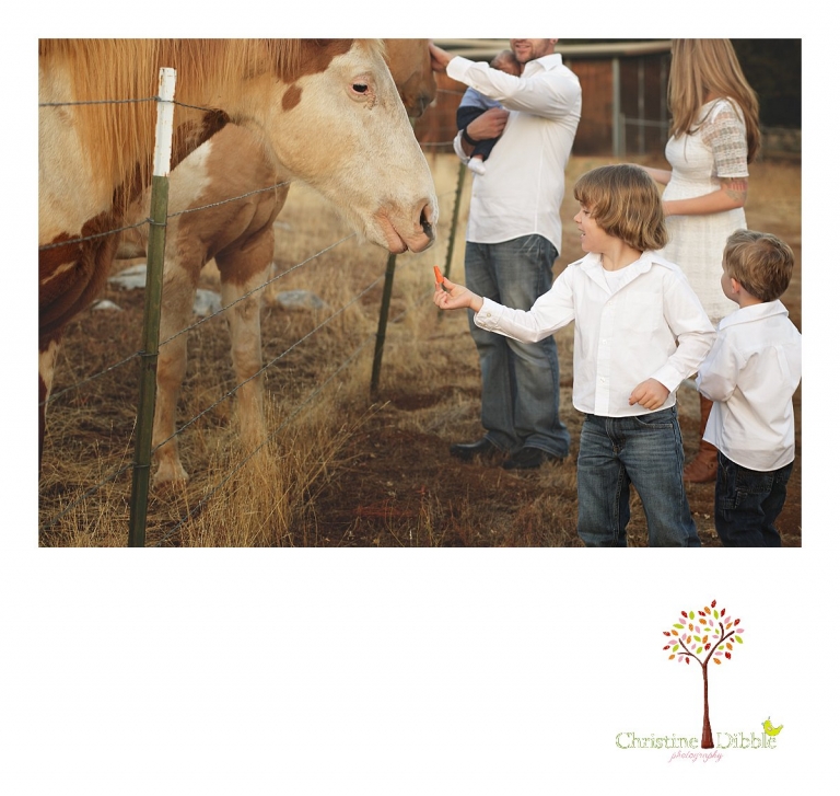 Sonora and Murphys family photographer  Christine Dibble Photography takes photos of a family feeding treats to horses during a Murphys family photography session.