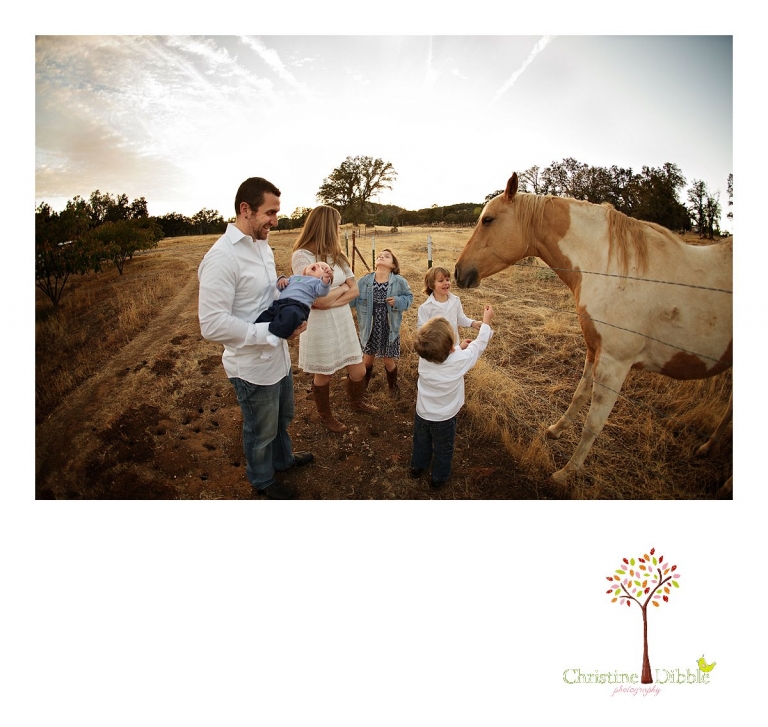 Sonora and Murphys family photographer  Christine Dibble Photography takes photos of a family feeding treats to horses during a Murphys family photography session.