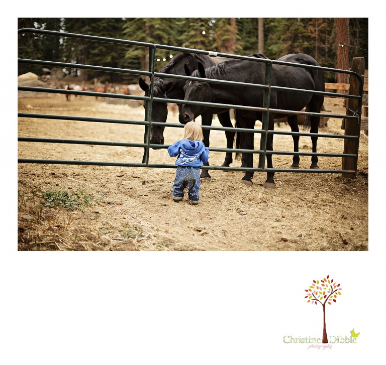 A toddler watches horses through the fence at Aspen Meadows photographed by Christine Dibble Photography.