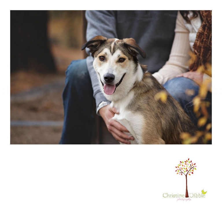 Sonora and Reno family and wedding photographer Christine Dibble Photography captures a beautiful dog of mixed breed during a fall family and pet photo session at Galena Park.