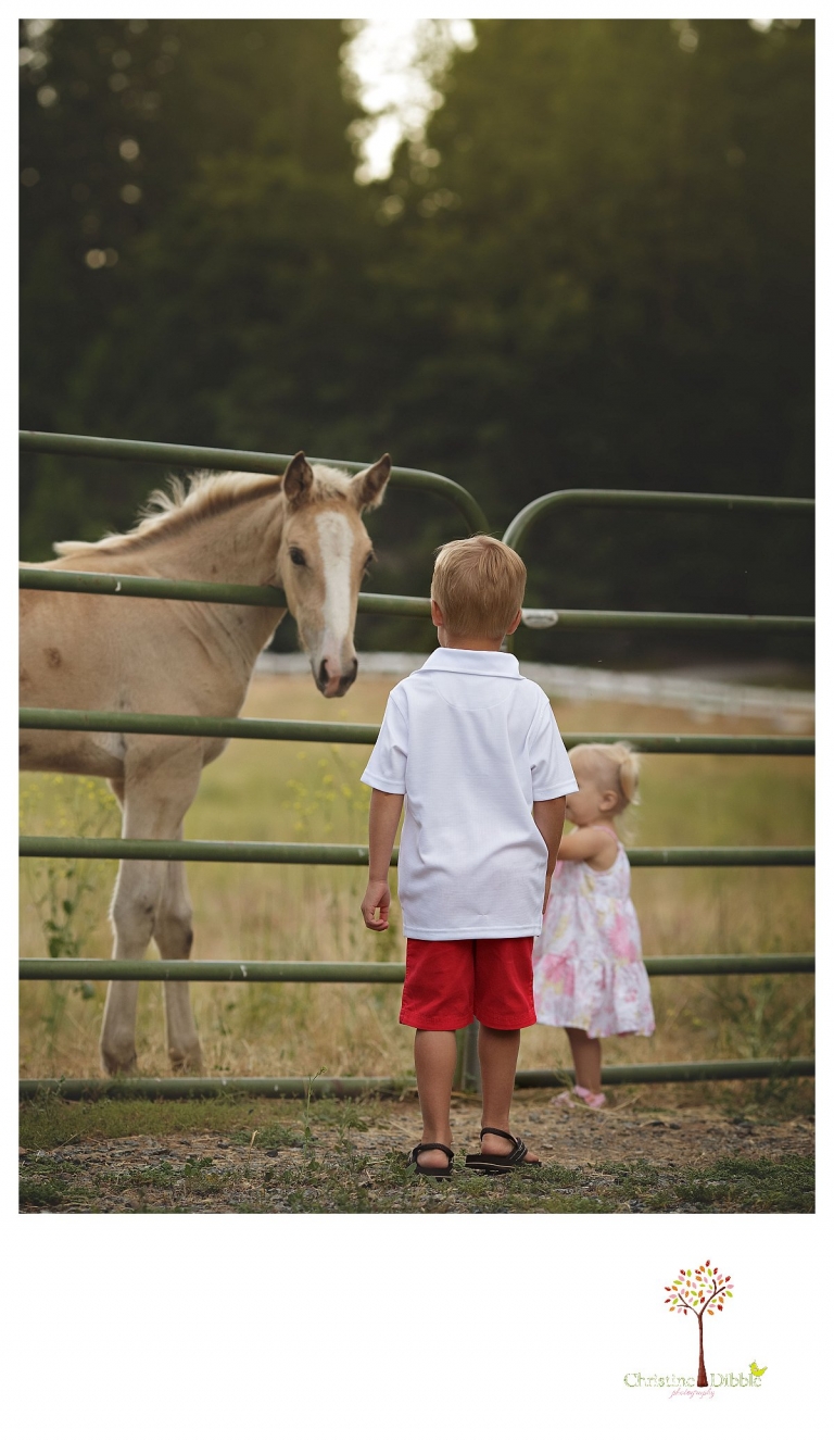 Twain Harte Tree Farm and Sonora child photographer Christine Dibble Photography takes photos of three visiting cousins watching baby horses.