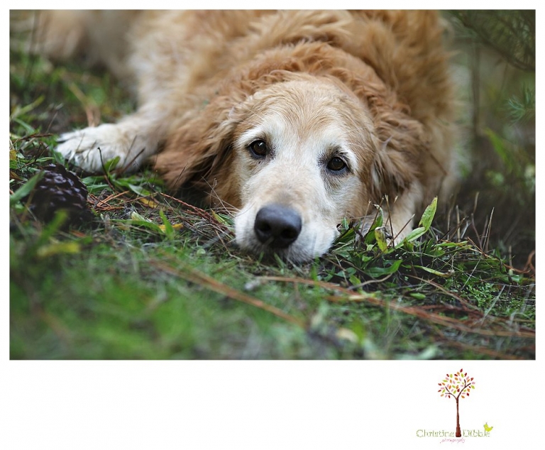 Twain Harte Tree Farm mini sessions by Christine Dibble Photography of Sonora are taken in the Christmas tree fields and include family and child photos.