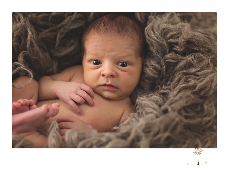 Best Sonora Newborn Photographer Christine Dibble Photography takes newborn portraits during a session in her studio using blankets, wraps, flokatis and props in browns and neutrals.