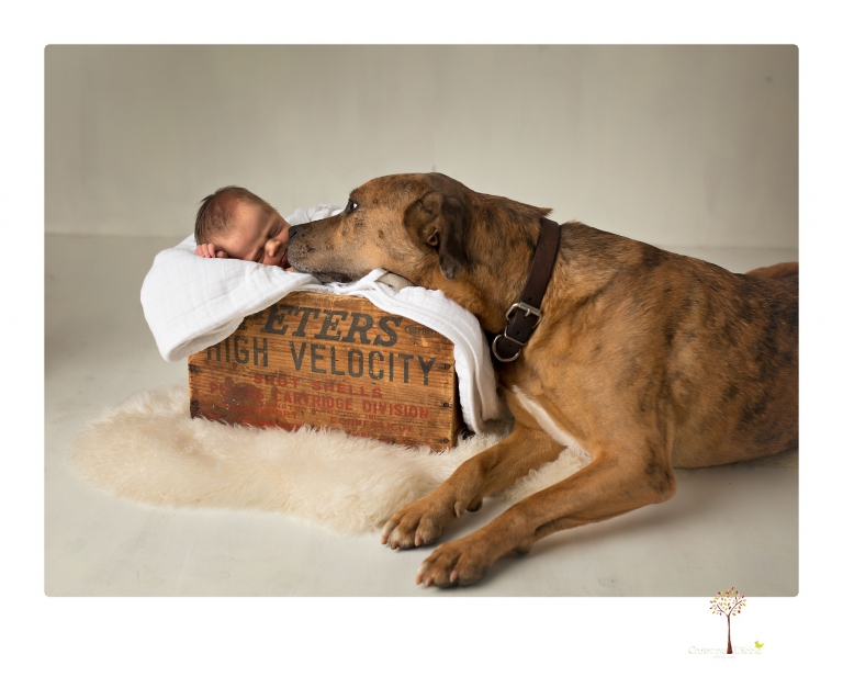 Best Sonora Newborn Photographer Christine Dibble Photography takes portraits of a newborn baby boy and his dog as well as family portraits in her Sonora studio.