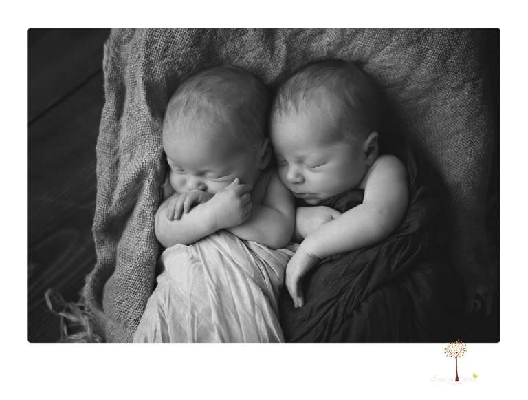 Best Sonora newborn photographer Christine Dibble Photography photographs newborn twins in a newborn portrait session in the studio with both babies posing alone and together.