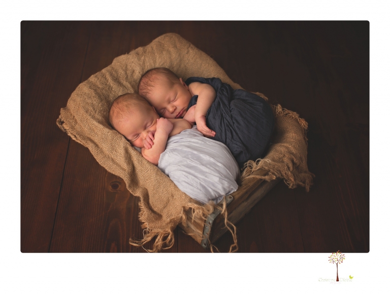 Best Sonora newborn photographer Christine Dibble Photography photographs newborn twins in a newborn portrait session in the studio with both babies posing alone and together.