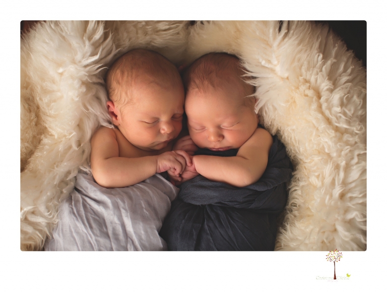 Best Sonora newborn photographer Christine Dibble Photography photographs newborn twins in a newborn portrait session in the studio with both babies posing alone and together.