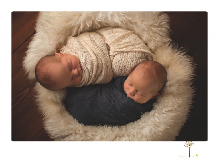 Best Sonora newborn photographer Christine Dibble Photography photographs newborn twins in a newborn portrait session in the studio with both babies posing alone and together.