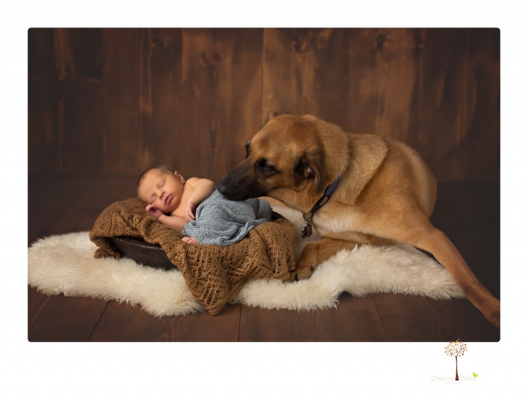 Best Sonora newborn photographer Christine Dibble Photography takes studio newborn portraits of a baby boy and his dog and the parents during a newborn portrait session.
