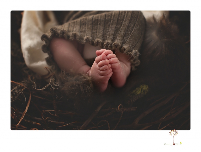 Sonora newborn photographer Christine Dibble Photography photographs a newborn baby girl in a bird's nest built just for her.